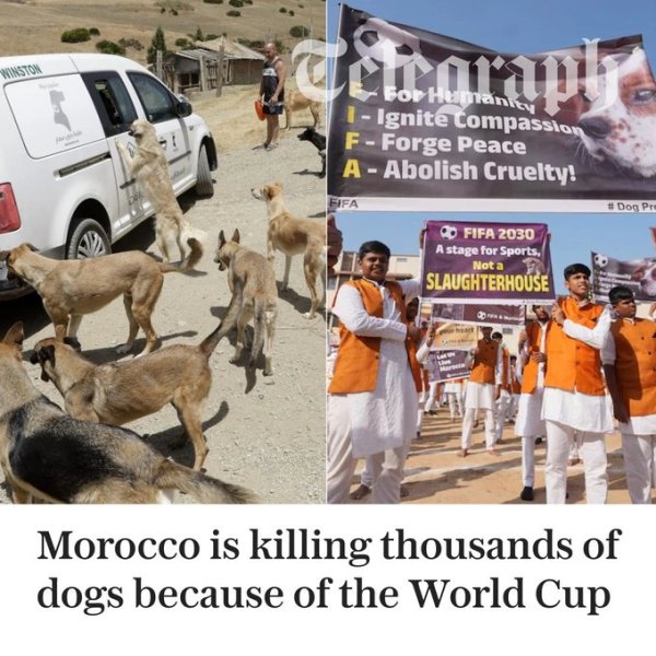 电讯报：为招待2030年寰宇杯，摩洛哥结净畛域捕杀流浪狗激发不悦